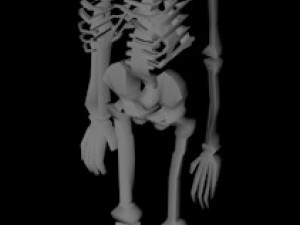 low poly anatomic skeleton 3D Model