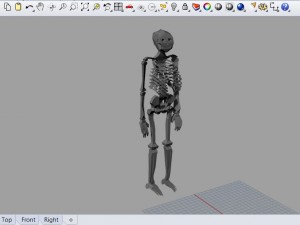 low poly anatomic skeleton 3D Model