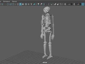 low poly anatomic skeleton 3D Model