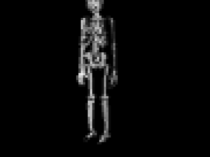 low poly anatomic skeleton 3D Model