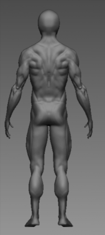 anatomy 3D Model .c4d .max .obj .3ds .fbx .stl .blend 