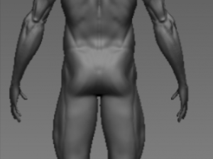 anatomy 3D-Modell