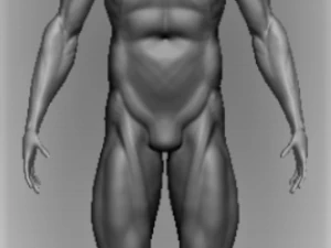 解剖学 3Dモデル