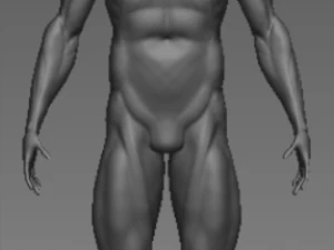 解剖学 3Dモデル