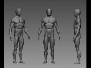 解剖学 3Dモデル