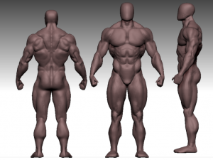 anatomy bodybuilder Modèle 3D