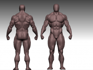 anatomy bodybuilder Modèle 3D
