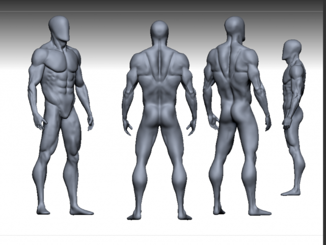 anatomy 3Dモデル .c4d .max .obj .3ds .fbx .stl .blend 