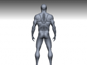 anatomy 3Dモデル