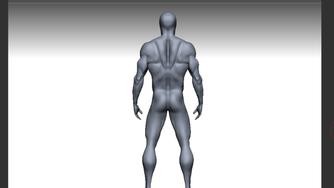 3d models anatomy. 3д модель анатомия. Бодибилдер анатомия. Бодибилдер Zbrush. Мышцы мужчины 3d модель.