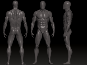 anatomy 3Dモデル