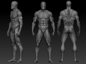 anatomy 3Dモデル