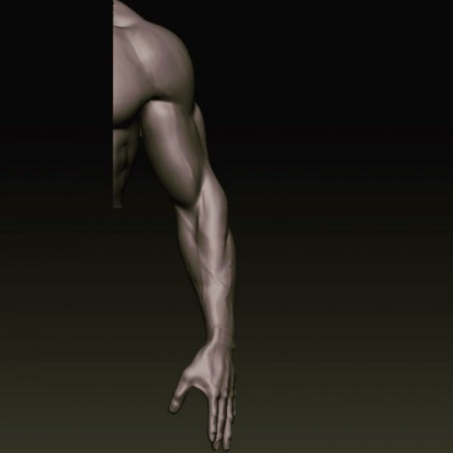 arm anatomy Modelo 3D .c4d .max .obj .3ds .fbx .stl .blend 