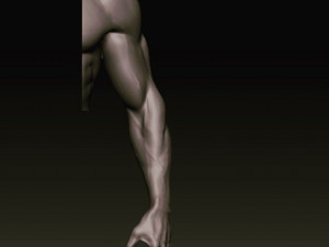 arm anatomy 3D-Modell