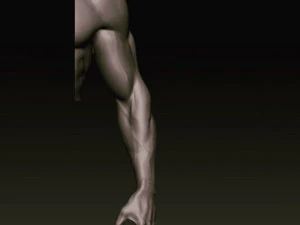 anatomia do bra&ccedil;o Modelo 3D