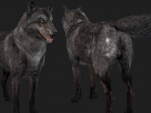 wolf 3D Model