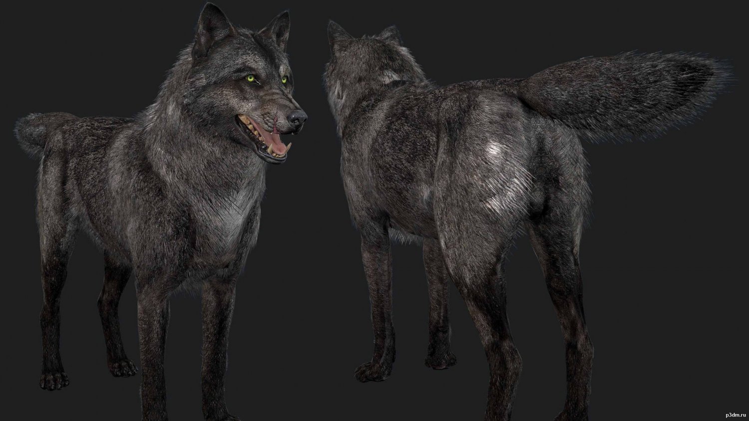 Wolf Free 3d Model In Wildlife 3dexport
