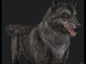 wolf 3D Model
