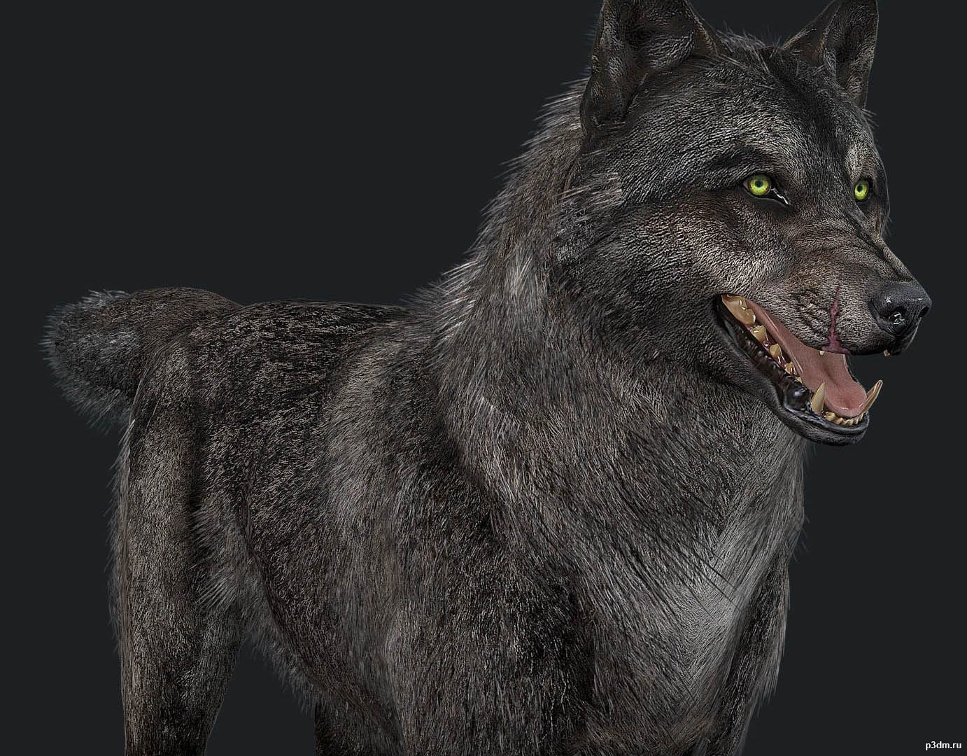 Wolf Free 3D Model in Wildlife 3DExport