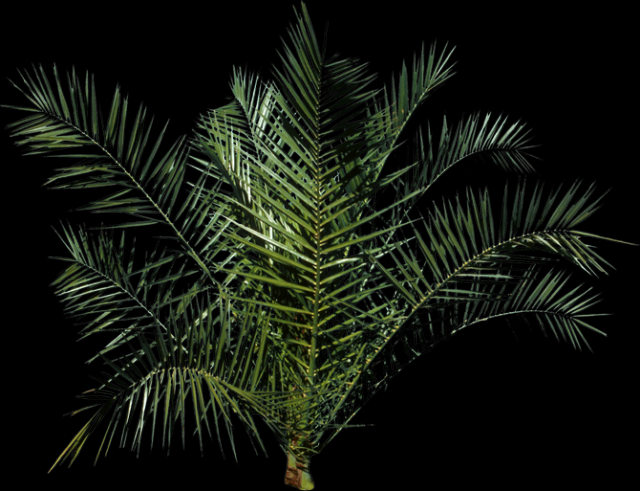 palm tree Modèle 3D .c4d .max .obj .3ds .fbx .stl .blend 