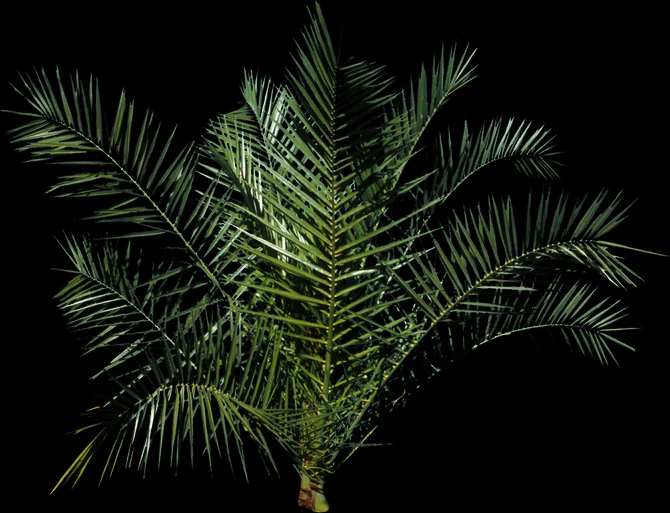 palm tree 3D Model .c4d .max .obj .3ds .fbx .stl .blend 