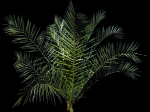 palm tree Model 3D