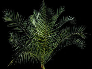 palmboom 3D Model