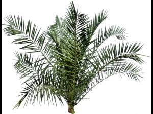 palm tree Modèle 3D