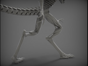 alien xenomorph Modèle 3D