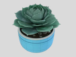 succulent plant 3D 模型