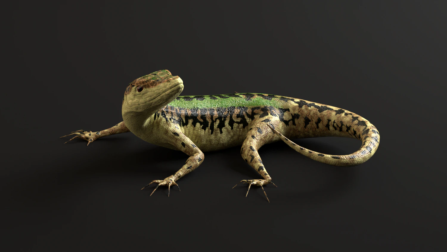 green lizard- podarcis sicula 3D Model .c4d .max .obj .3ds .fbx .stl .blend