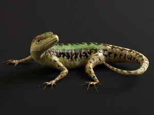 緑のトカゲ-podarcis sicula 3Dモデル