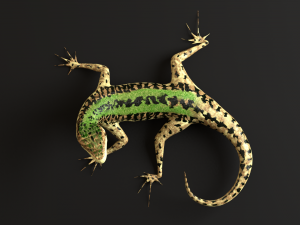 green lizard- podarcis sicula Modelo 3D