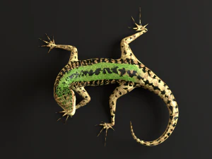 green lizard- podarcis sicula 3D Model