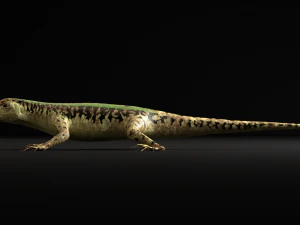 green lizard- podarcis sicula 3D Model