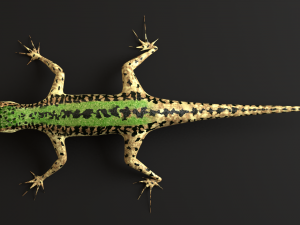 green lizard- podarcis sicula Modelo 3D
