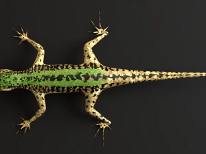 green lizard- podarcis sicula 3D Model