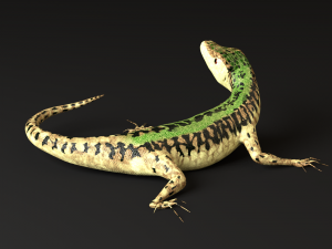 green lizard- podarcis sicula Modelo 3D