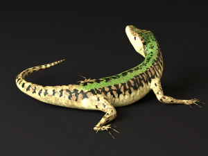 green lizard- podarcis sicula 3D Model