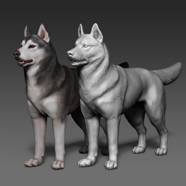 siberian husky high polygon with polypaint 3Dモデル .c4d .max .obj .3ds .fbx .stl .blend 