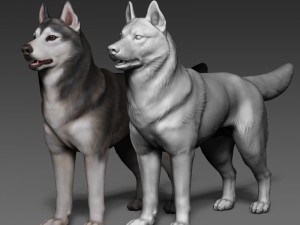 siberian husky high polygon with polypaint 3D 모델
