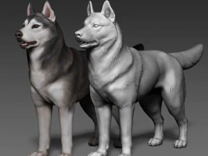 siberian husky high polygon with polypaint 3D Model