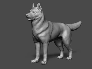 siberian husky high polygon with polypaint 3D Model