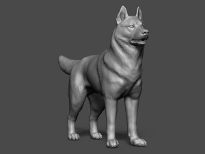 siberian husky high polygon with polypaint 3Dモデル