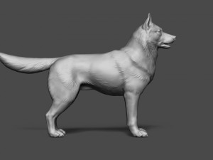 siberian husky high polygon with polypaint 3Dモデル