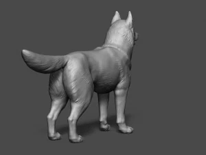 siberian husky high polygon with polypaint 3D Model