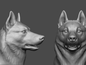 siberian husky high polygon with polypaint 3Dモデル