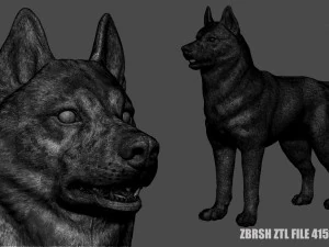siberian husky high polygon with polypaint 3D Model