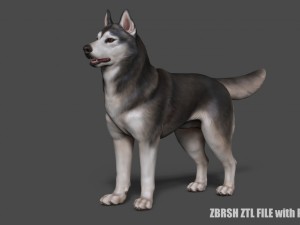 siberian husky high polygon with polypaint 3Dモデル