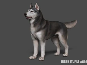 siberian husky high polygon with polypaint 3D Model